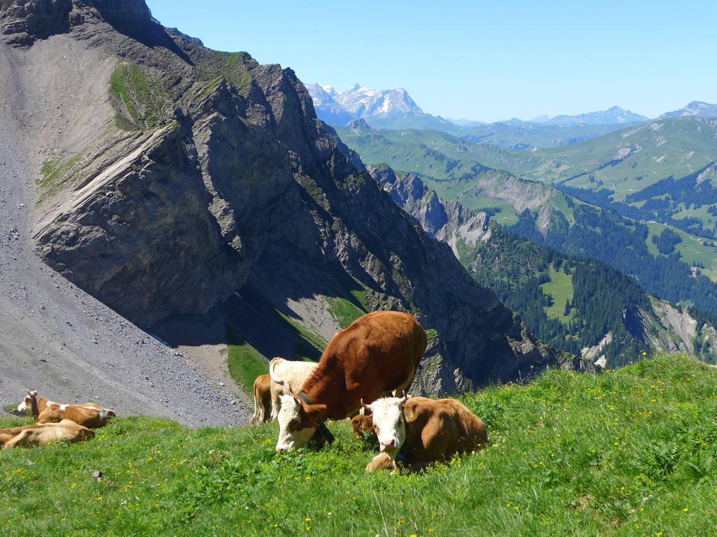 Villa Hami Adelboden Habitación foto